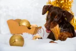 Adornos de Navidad, evita peligros a tu mascota Perro mordiendo adornos de Navidad