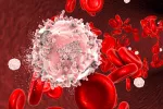 Quimioterapia ‘dirigida’ para vencer el cáncer de mama Células cancerígenas