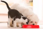 Un perro y un gato comparten comedero