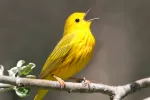 Un gen en aves cantoras puede ayudar a tratar los trastornos del habla Ave cantora