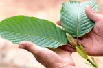 La FDA advierte de un brote de salmonella asociado al kratom Planta kratom en las manos de una persona