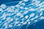 Algunos suplementos nutricionales podrían mejorar la calidad del semen Espermatozoides y concepto de fertilidad