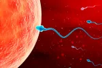 El desplome de la calidad del semen en Occidente amenaza la fertilidad Esperma accediendo al óvulo para fertilizarlo
