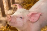 Una córnea de cerdo, primer órgano bioartificial que se crea en España Cerdo