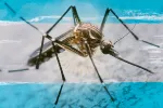 Un brote importante de dengue afecta a Argentina Un brote importante de dengue afecta a Argentina