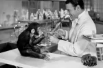 EEUU prohíbe experimentos médicos con chimpancés Un científico experimenta con un chimpancé en un laboratorio