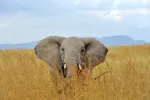 Legalizar el mercado de marfil no evitará la extinción del elefante Elfante africano con los colmillos de marfil cortados
