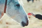 La equinoterapia ayuda a reducir síntomas de la esclerosis múltiple Equinoterapia, persona con esclerosis múltiple tocando un caballo