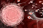 Descubren una parte del esperma que puede contribuir a la infertilidad Espermatozoides y concepto de fertilidad