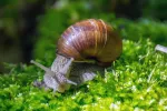 Un híbrido facilita la transmisión de la esquistosomiasis en Europa Caracol que facilita la transmisión de la esquistosomiasis en Europa