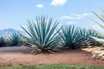 Extractos de agave podrían ayudar a prevenir y tratar la obesidad Extractos de agave