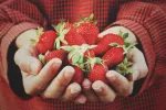 Persona sosteniendo varias fresas entre las manos