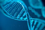 Erradicar patologías genéticas en embriones humanos, ya es posible Hebra genética de ADN humano