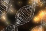 Descubren 15 genes relacionados con el riesgo de fractura ósea Genoma humano