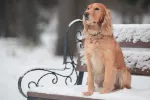 El hielo y los productos para derretirlo pueden dañar a tu perro Perro en un banco del parque lleno de hielo