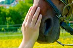 Una persona acaricia el morro de un caballo