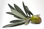 Hojas de olivo para frenar la esclerosis múltiple Hojas de olivo