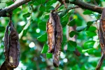 Las hojas de algarrobo pueden combatir la listeriosis Hojas de algarrobo