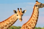 Las jirafas son ya una especie vulnerable a la extinción Las jirafas son ya una especie vulnerable a la extinción