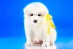 Un lazo amarillo en el collar de un perro ¿qué significa? Cachorro de perro con un lazo amarillo en el collar