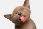 Descubren el secreto que esconde la lengua de los gatos para su aseo Lengua del gato