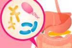 La listeriosis podría prevenirse con bacterias intestinales La listeriosis podría prevenirse con bacterias intestinales