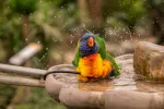 Baño del loro