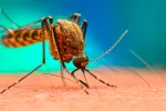 Mosquito que provoca malaria