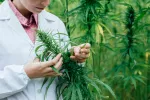 Desarrollan una variedad de marihuana para uso médico Marihuana medicinal