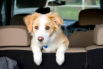Los peligros de viajar con tu mascota suelta en el coche Mascota suelta en el coche