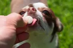Un insecticida canino mata a los mosquitos portadores de leishmaniasis Hombre dando una pastilla a un perro para tratar la leismaniasis