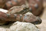 Serpientes en África Mordeduras de serpientes africanas