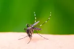Intentan evitar la extensión del virus chikungunya Mosquito causante del virus chikungunya