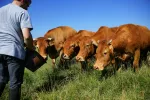 Las zoonosis causan 2,2 millones de muertes al año Vacas al aire libre junto al granjero