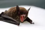 Detectan dos casos de mordeduras de murciélagos con rabia en España Murciélago intentando morder