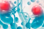 Sanidad autoriza un nuevo fármaco eficaz contra el cáncer renal Ilustración de dos riñones afectados por el cáncer
