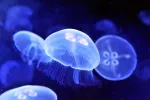 Picaduras de medusa Medusas en el mar