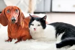 Prohíben en España cortar la cola o las orejas a perros y gatos Pero y gatos con cola y orejas sin cortar