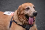 Perrito participante de la San Perrestre Un perro preparado para participar en la Sanperrestre