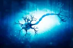 Hallan una posible solución contra las lesiones de médula espinal Neurona