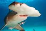 La amenaza de extinción es mayor en animales grandes o muy pequeños Tiburón martillo