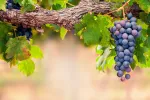 Los antioxidantes de las uvas protegen la retina Racimo de uvas en la parra