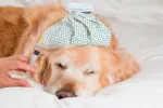 Desarrollan dos innovadoras vacunas para combatir la gripe canina Vacuna para la gripe canina
