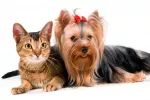Yorkshire y gato europeo, las mascotas más comunes en España Yorkshire y gato europeo, las mascotas más comunes en España
