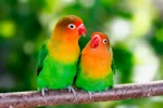 Agapornis Agapornis