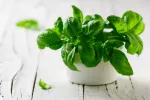 Albahaca Planta de albahaca