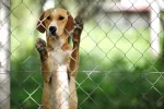 Cómo funcionan los albergues de animales Funcionamiento de los albergues de animales