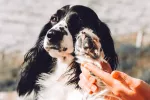 Alergia en las mascotas Mascota con alergia