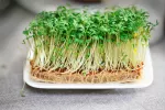 Alfalfa Alfalfa en un plato