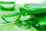 Aloe vera Aloe barbadensis